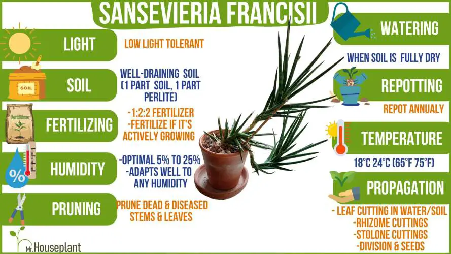 Sansevieria Francisii care infographic