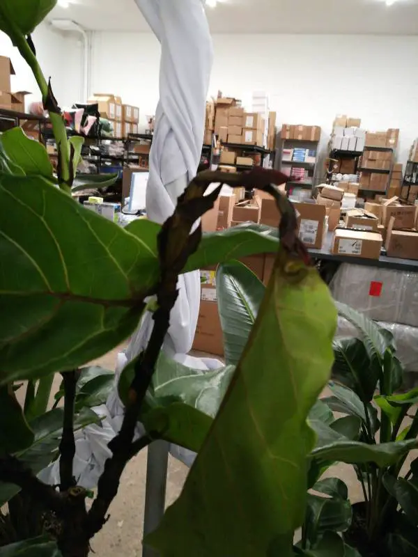 Overwatered Fiddle Leaf Fig in front of the boxes