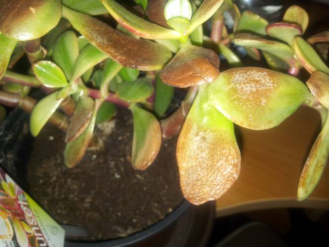 Sunburned Jade plant