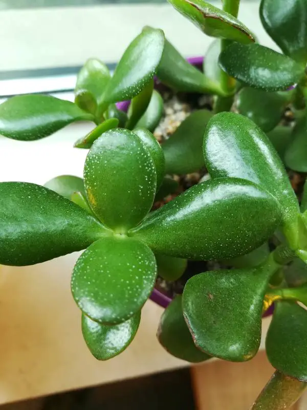 White spots on Jade plant
