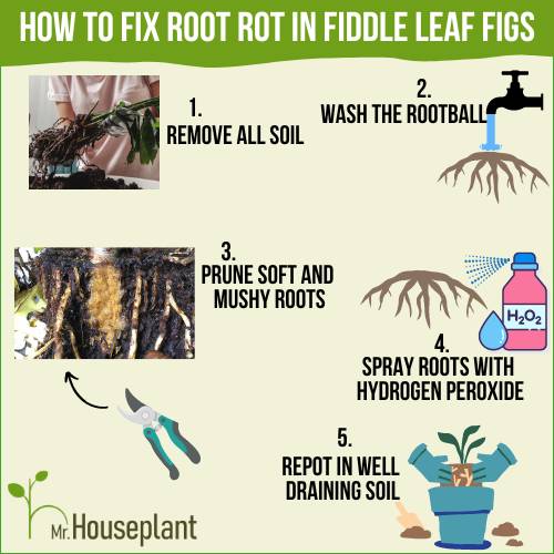 Fixing root rot In Fiddle Leaf Figs infographic