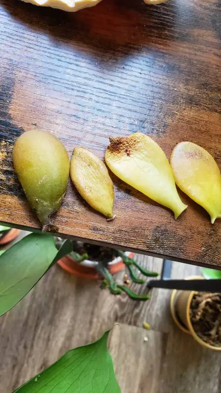 Yellow mushy leaves that have fallen off from Crassula Ovata, laid on the table