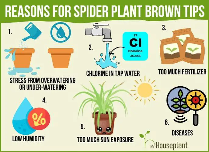 Infographic with six reasons for Spider Plant brown tips