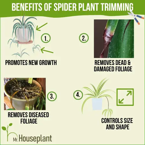 Infographic shows four benefits of Spider plant trimming