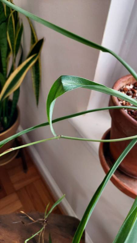 Plant in its pot next to the window with bent leaf