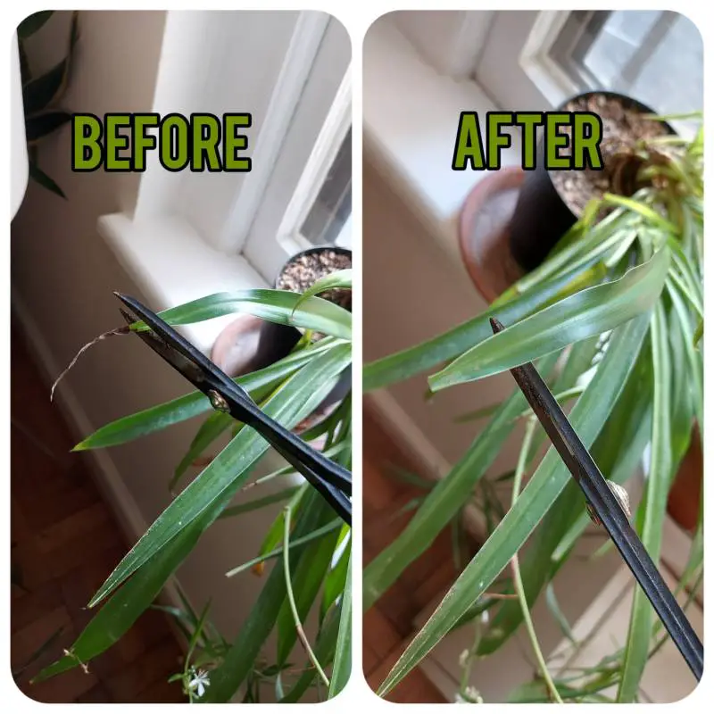Pruning brown leaf tips from Spider Plants