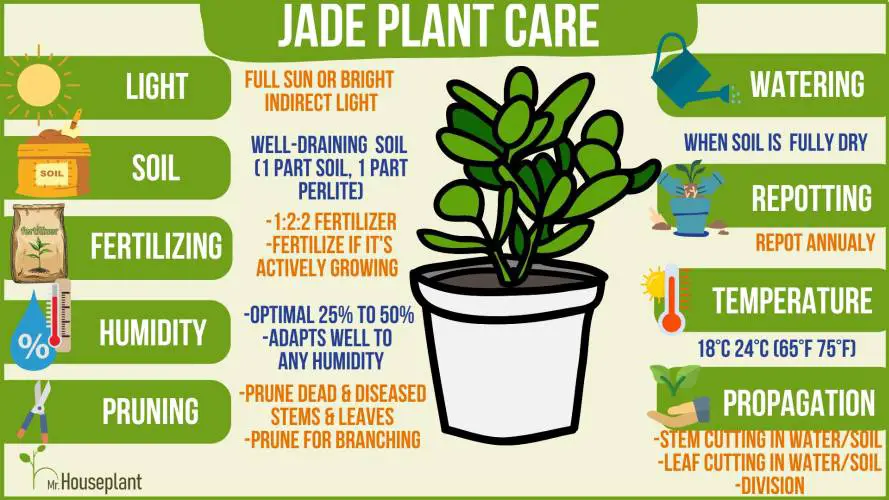 Infographic that represents Jade plant care steps