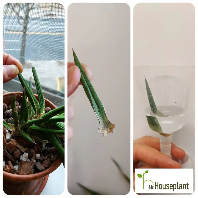 Three photos in one show leaf propagation in water