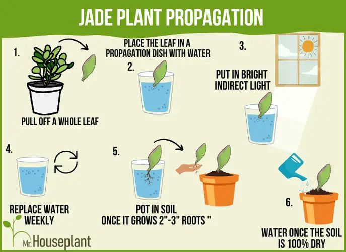 Infographic that shows steps about propagation through leaf cutting in water