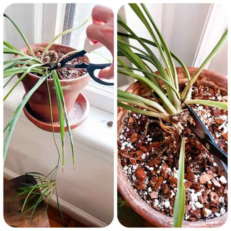 Two photos in one showing Spider plant trimming