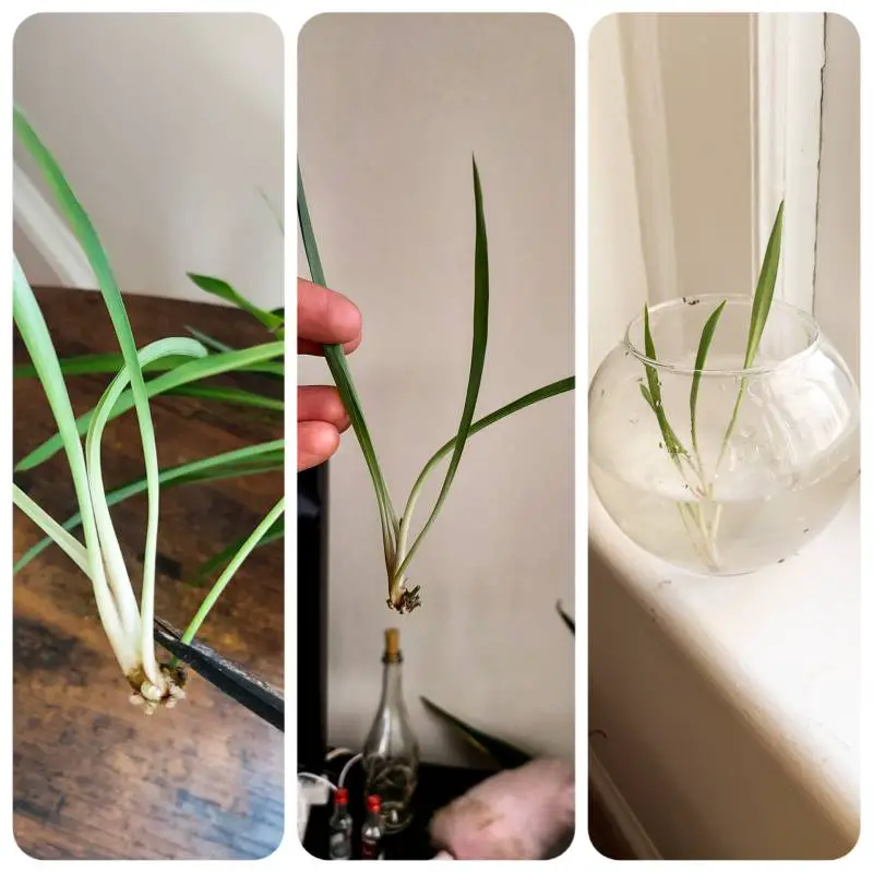 Three photos in one showing trimming plant for propagation