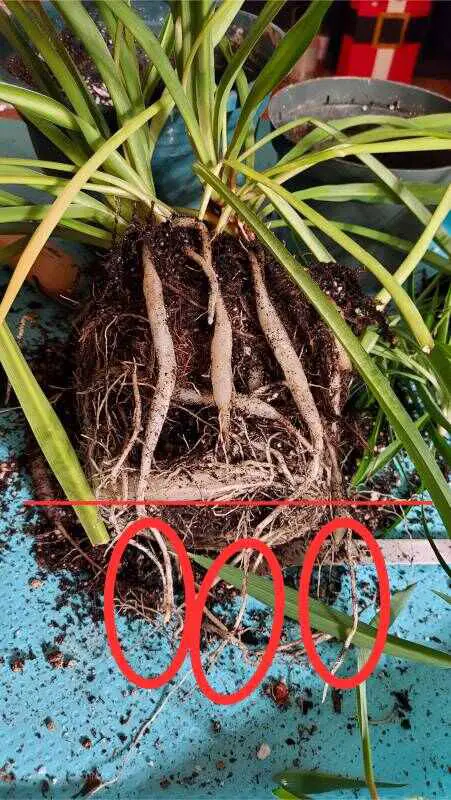 Spider plant roots ready for trimming