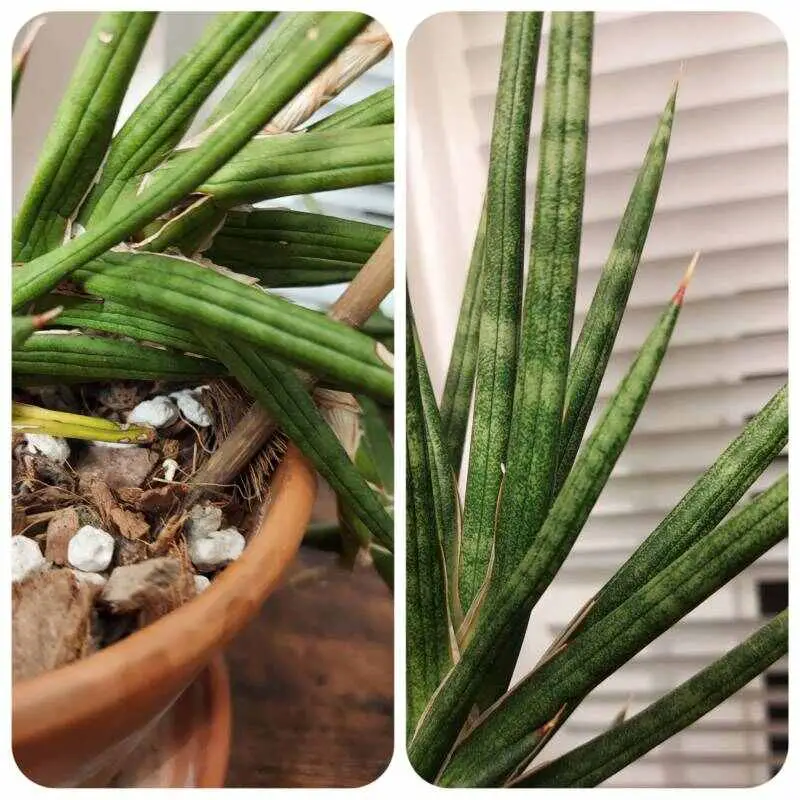 On the left are underwatered leaves of Sansevieria Francisii and on the right are normal leaves of this plant