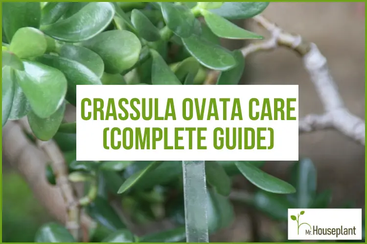 featured-crassula ovata