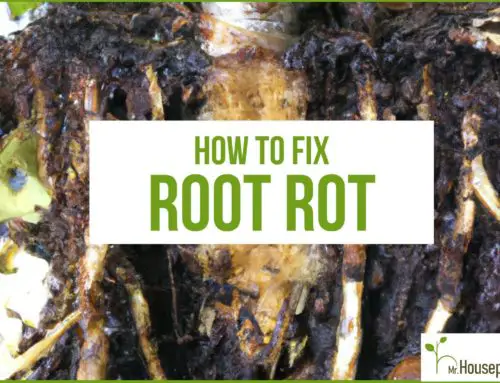 Fiddle Leaf Fig Root Rot (SAVE your plant!)