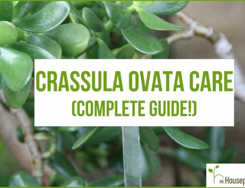 Crassula Ovata Care (Complete Guide!)