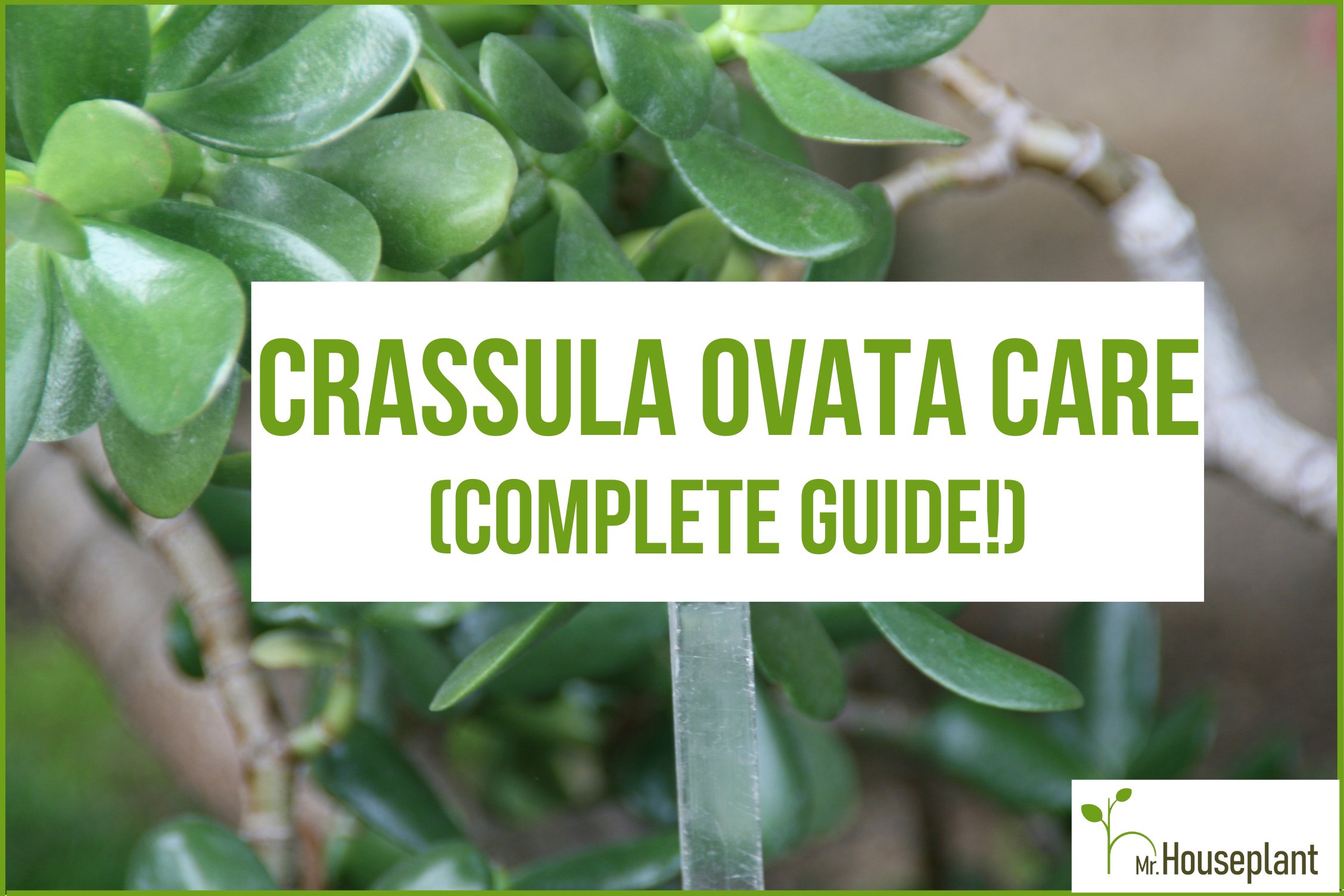 Crassula Ovata (Jade Plant)
