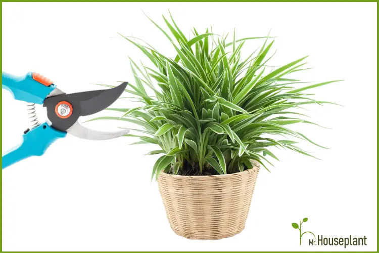 Spider Plant - How to Keep It Small(Pruning Guide)  