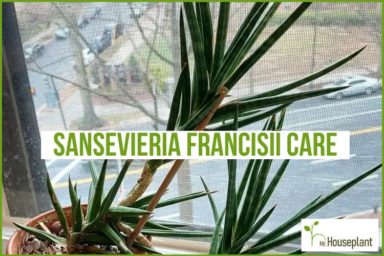 featured-sansevieria francisii