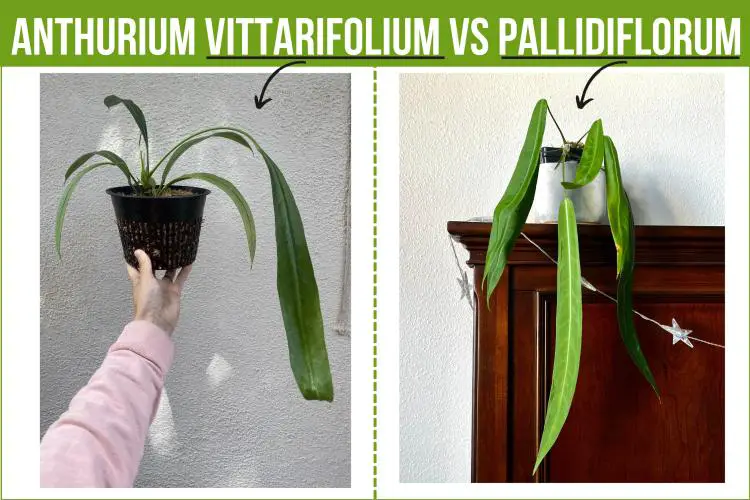 Anthurium Vittarifolium on the left and Anthurium Pallidiflorum on the right