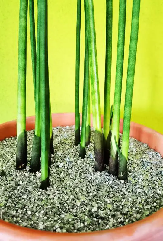 Dracaena Bacularis with its dark purple basal leaves in the pot