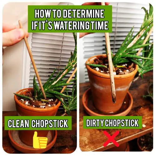 Determining watering time with a chopstic