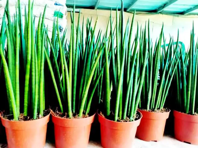 Sansevieria B. Mikado plants in their pots