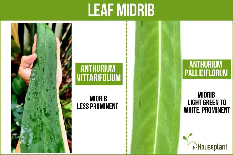Leaf on the left with midrib that is less noticeable than the midrib on the leaf on the right