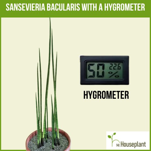 Plant on the left and hygrometer on the right