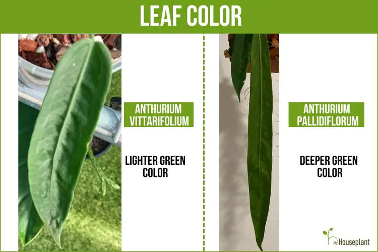 Light green leaf on the left and dark green leaf on the right