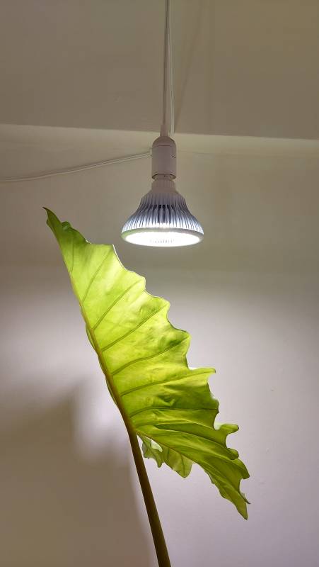 The grow light hanging form the ceiling above the plant