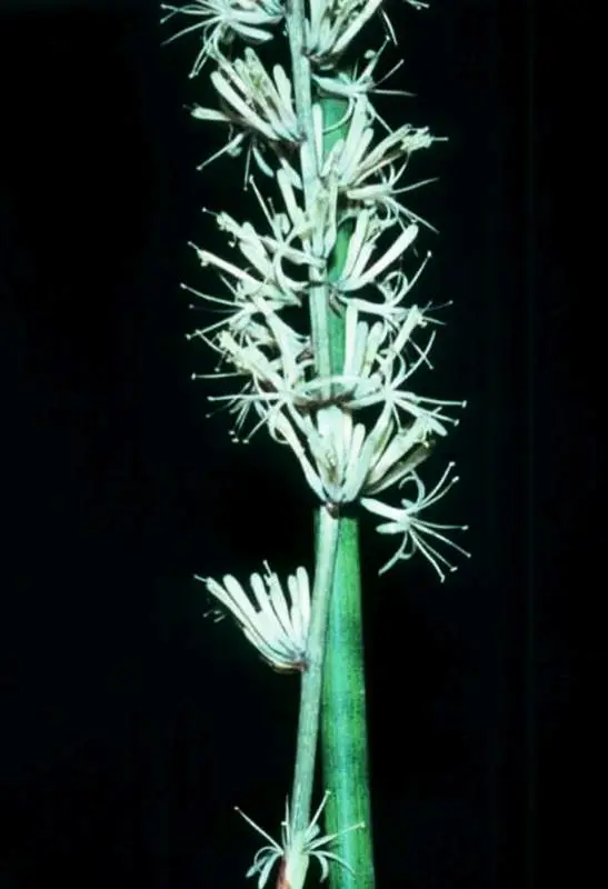 Bacularis inflorescence