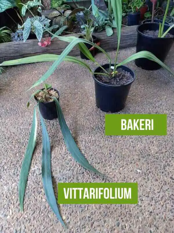 Vittarifolium on the left, growing horizontally, and Baker on the right, growing upwards