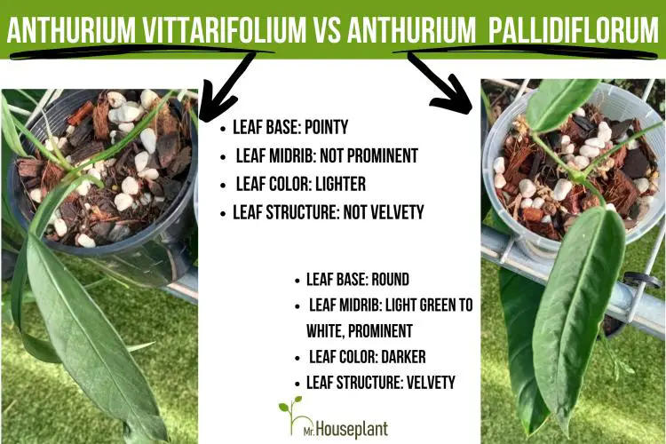 Comparing two plants, Vittarifolium on the left, Pallidiflorum on the right