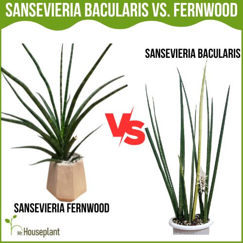 Sansevieria Bacularis vs. Fernwood