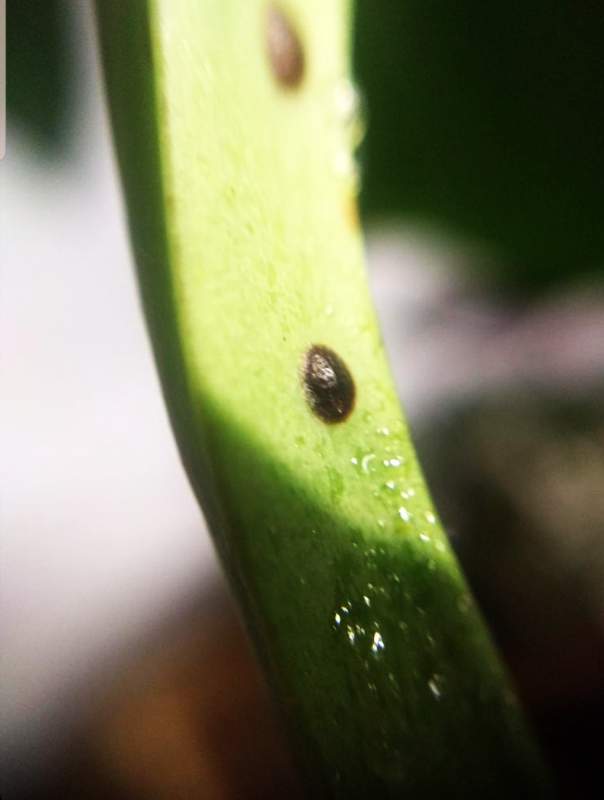 Scale pests on the Snake plant