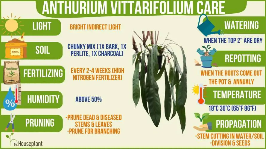 Anthurium Vittarifolium Care infographic