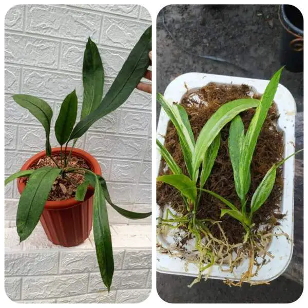 Anthurium Vittarifolium Variegated