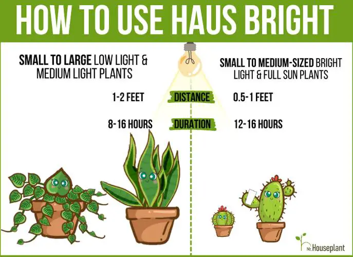 How to use Haus bright light - large plants on the left, small to medium plants on the right