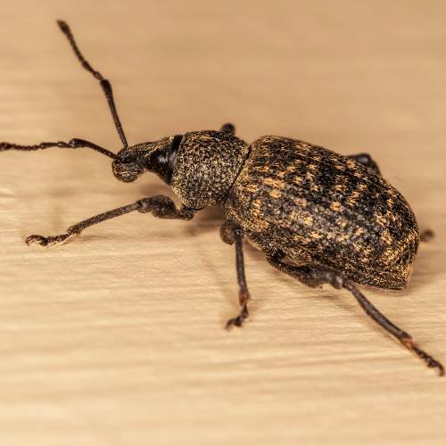 Vine weevil pest