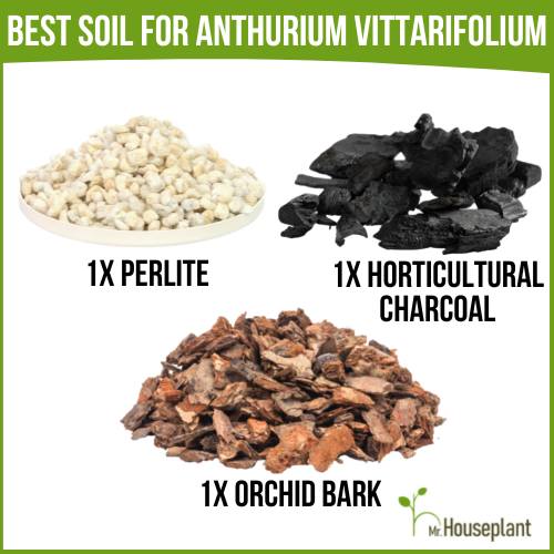 best soil for Vittarifolium