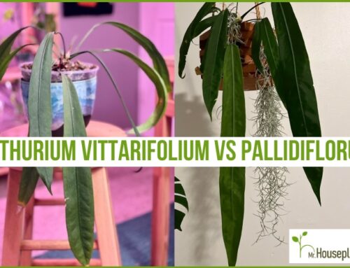 Anthurium Vittarifolium Vs Pallidiflorum (4 easy TIPS!)