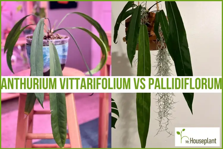 featured-anthurium vittarifolium vs pallidiflorum