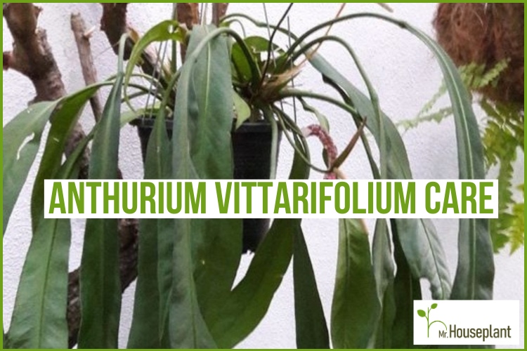 featured-anthurium vittarifolium