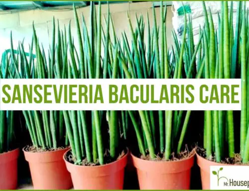 Sansevieria Bacularis Care (FULLY Explained!)