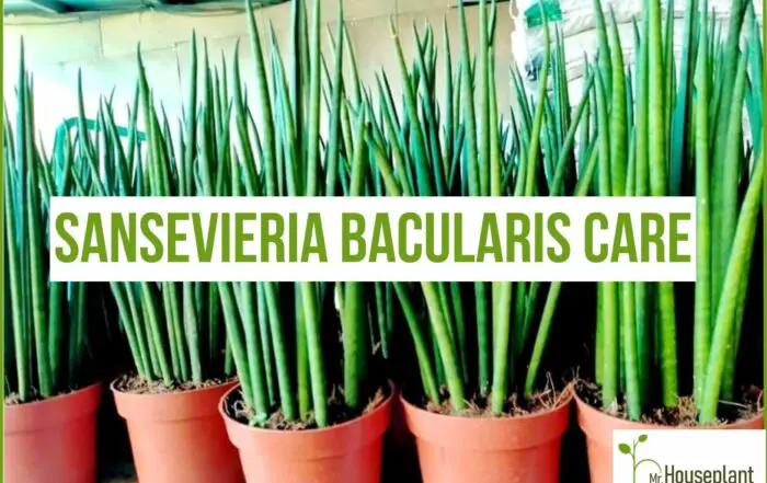 Sansevieria Bacularis -Dracaena Bacularis Snake Plant