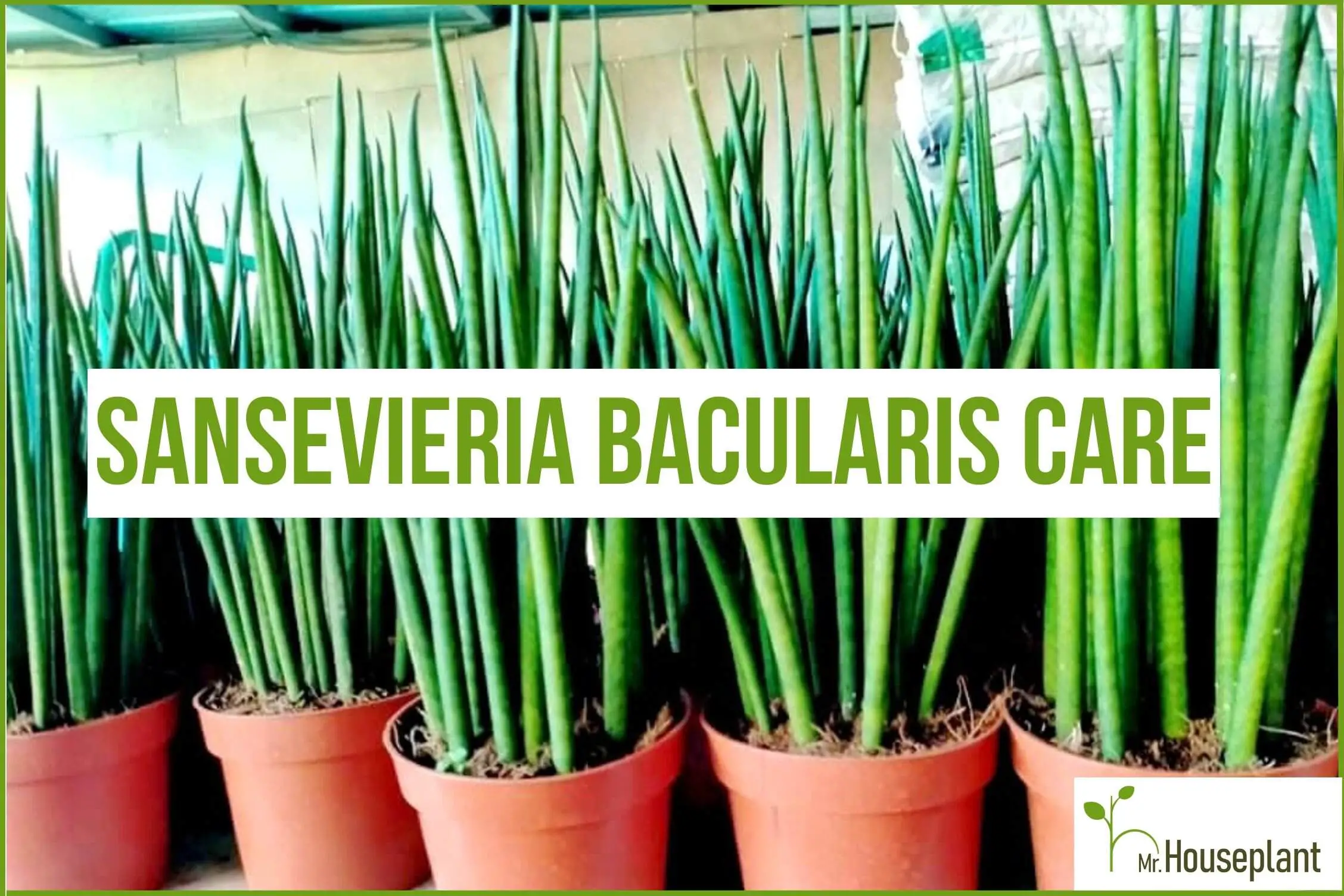 Sansevieria Bacularis -Dracaena Bacularis Snake Plant