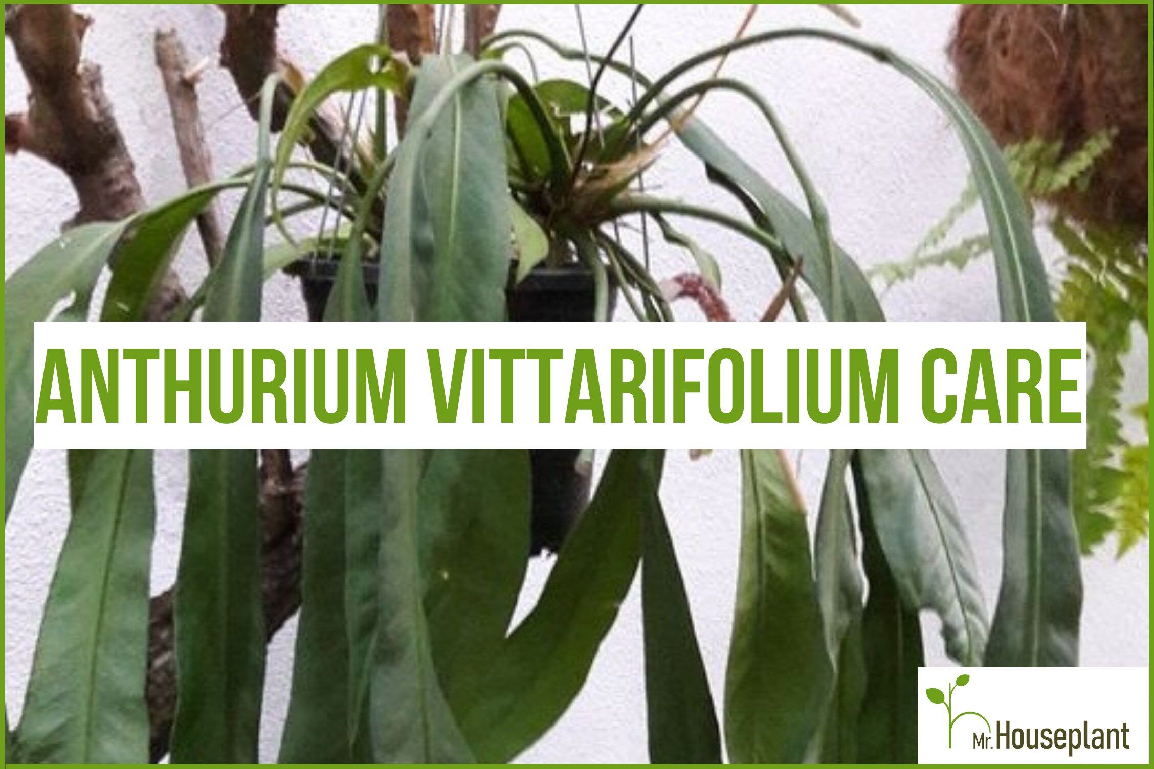 Anthurium Vittarifolium