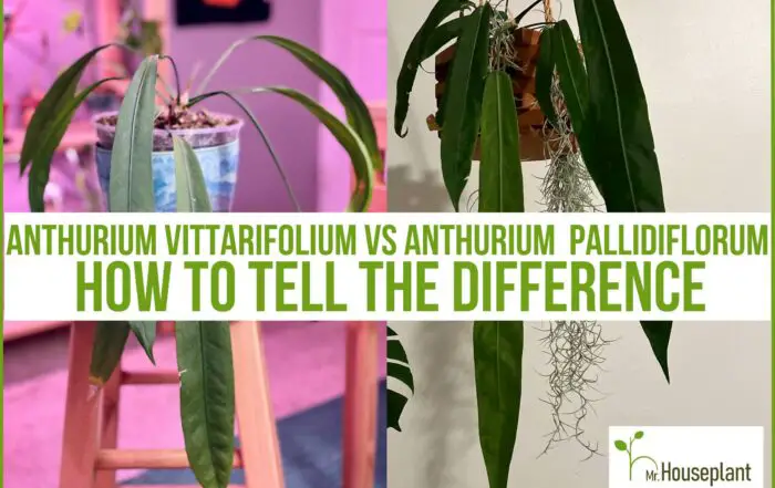 Anthurium Vittarifolium Vs Pallidiflorum