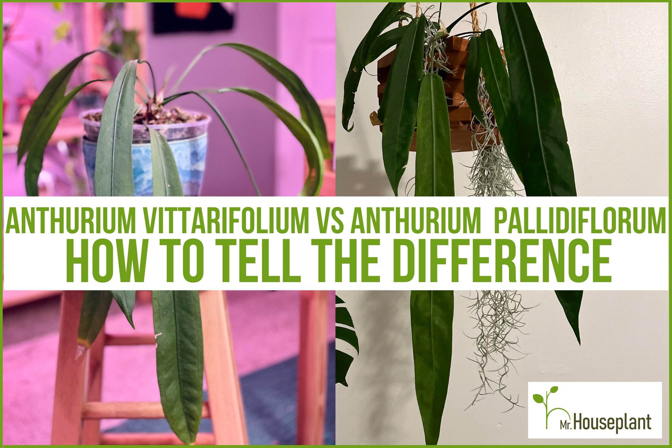Anthurium Vittarifolium Vs Pallidiflorum